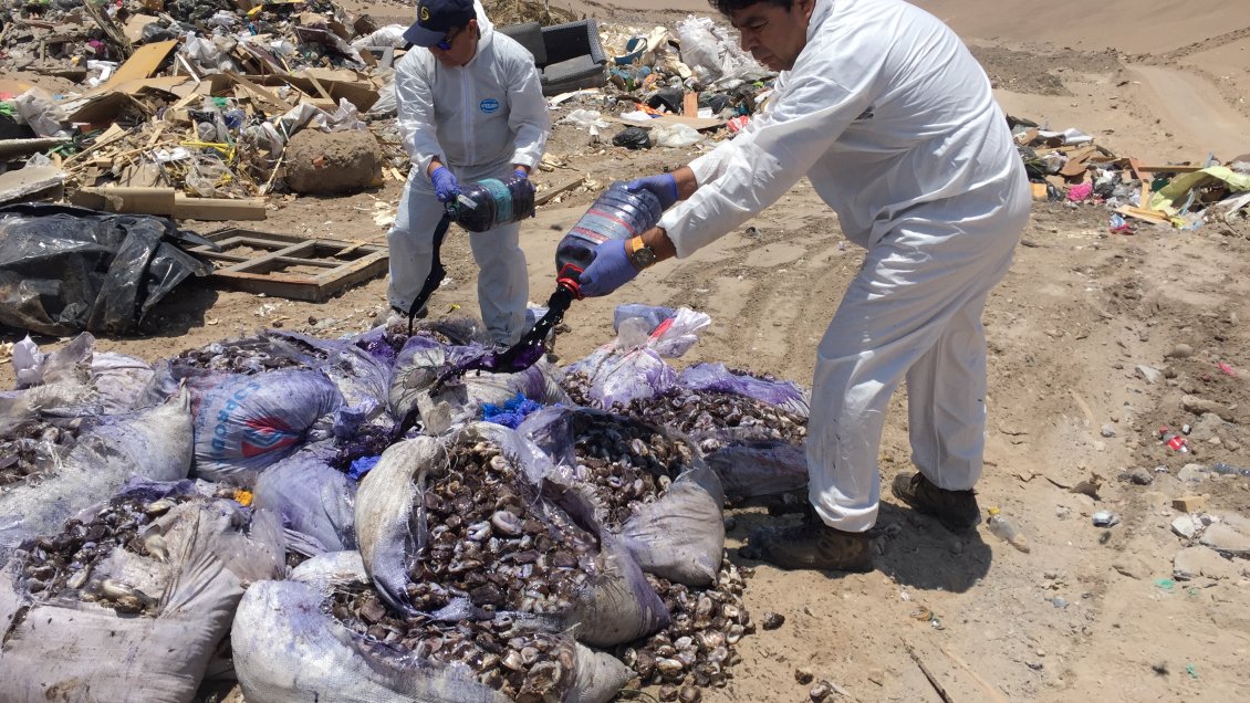 Incautan cerca de una tonelada de locos que iban a ser vendidos en Arica