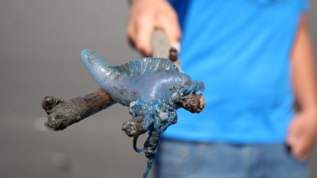 Salud prohíbe actividades en playas de Rapa Nui por presencia de fragata portuguesa