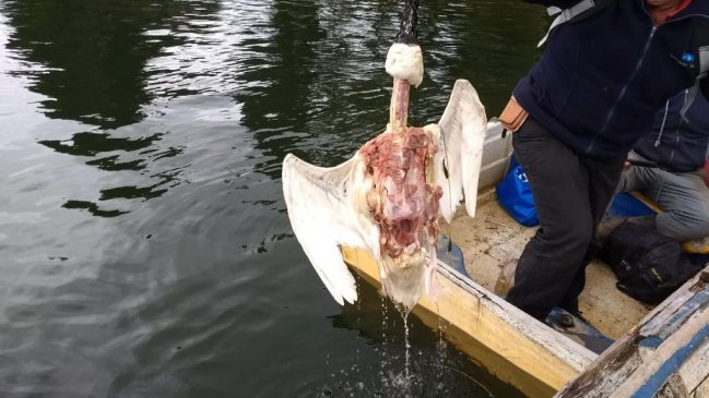 Ambientalistas de Valdivia están preocupados por nuevos hallazgos de cisnes muertos