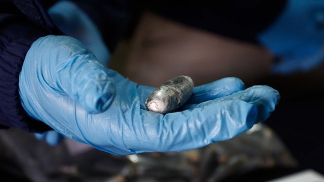 En estado grave permanece sujeto al que se le reventó en el estómago un ovoide de cocaína