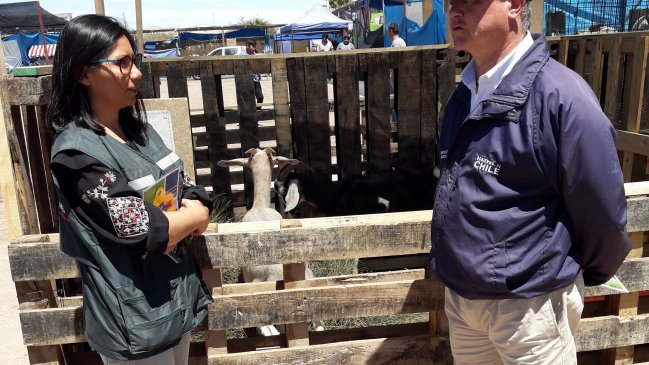 Tarapacá: Inspeccionan la condición sanitaria del ganado en Pozo Almonte