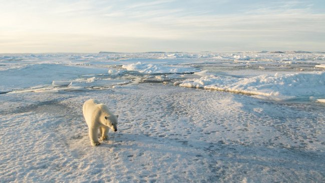 La Tierra perdió el 60 por ciento de sus animales salvajes en 44 años