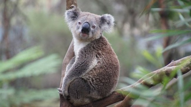 Los koalas están desapareciendo a un ritmo más rápido que la población mundial de animales