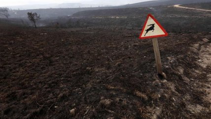  Incendios dejaron ocho muertos y 50 mil hectáreas arrasadas en Sudáfrica 