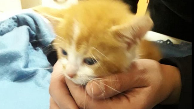 Más de un centenar de personas protestó en Santiago pidiendo justicia para gatita maltratada