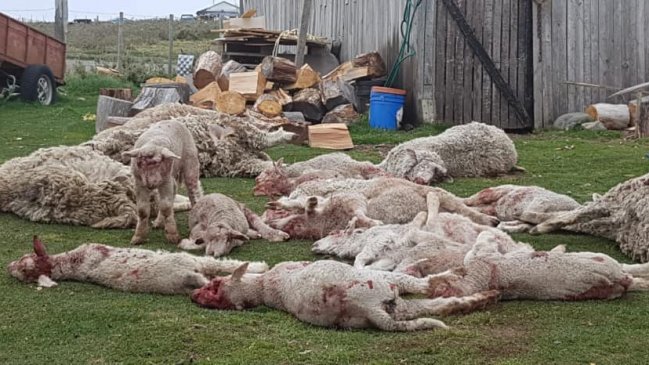 Magallanes: Perros de la ciudad mataron ovejas en Tierra del Fuego