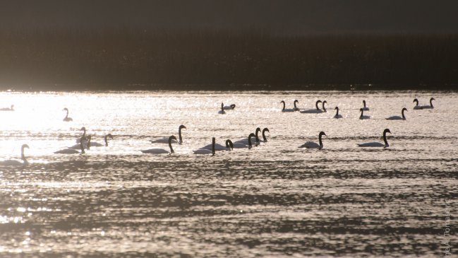 Instalan collares GPS en cisnes de cuello negro del Santuario Carlos Anwandter
