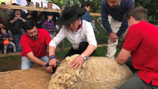 Fiesta de la Esquila en Quinamávida rescató tradición de la lana y las tejedoras