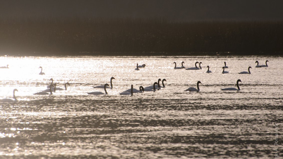 Instalan collares GPS en cisnes de cuello negro del Santuario Carlos Anwandter