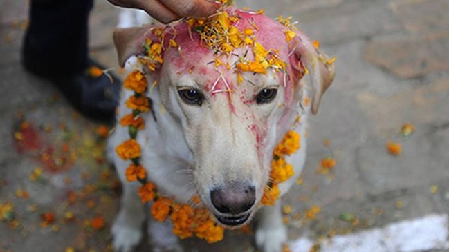  Nepal celebró y agradeció a los perros por ser nuestros amigos  