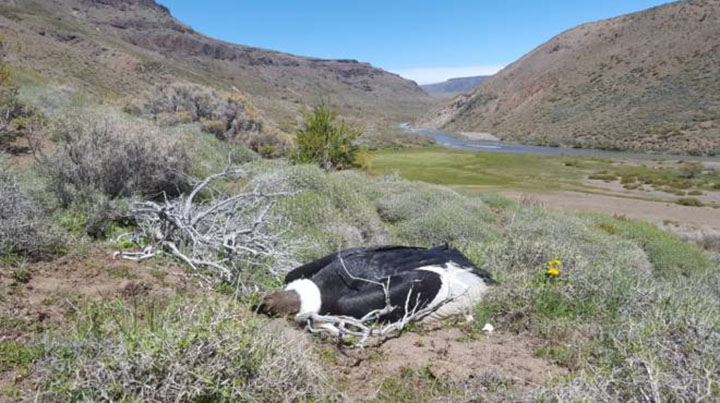 Alertan en Argentina del aumento de muertes de cóndores por envenenamiento