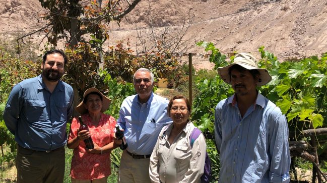 Proyecto busca potenciar la producción de vino Pintatani en el Valle de Codpa