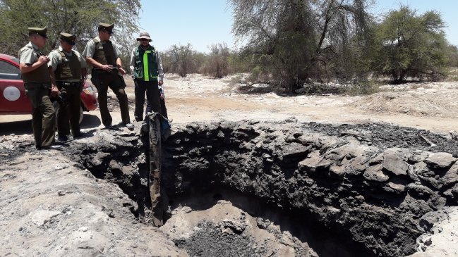 Detectan tala ilegal de tamarugos en La Tirana