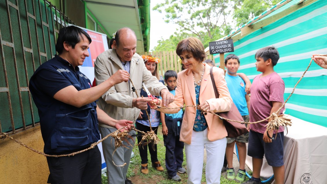 Inauguran criadero de pez que controla el mosquito del virus zika en Rapa Nui