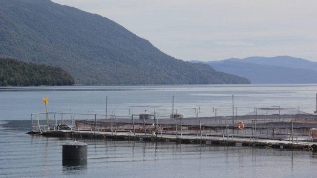 Puerto Montt: Corte desestima recurso de apelación ante la fuga de salmones desde centro de cultivo