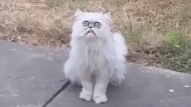 El gato de mirada perturbadora que aterra a internet