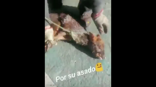 Los Ríos: Inician investigación tras presunto asado de Pudú