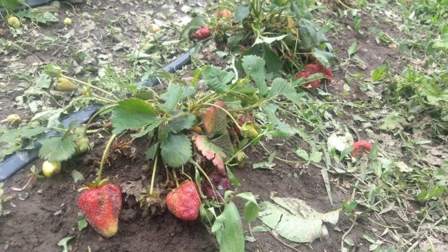 SNA por granizada en la zona central: 