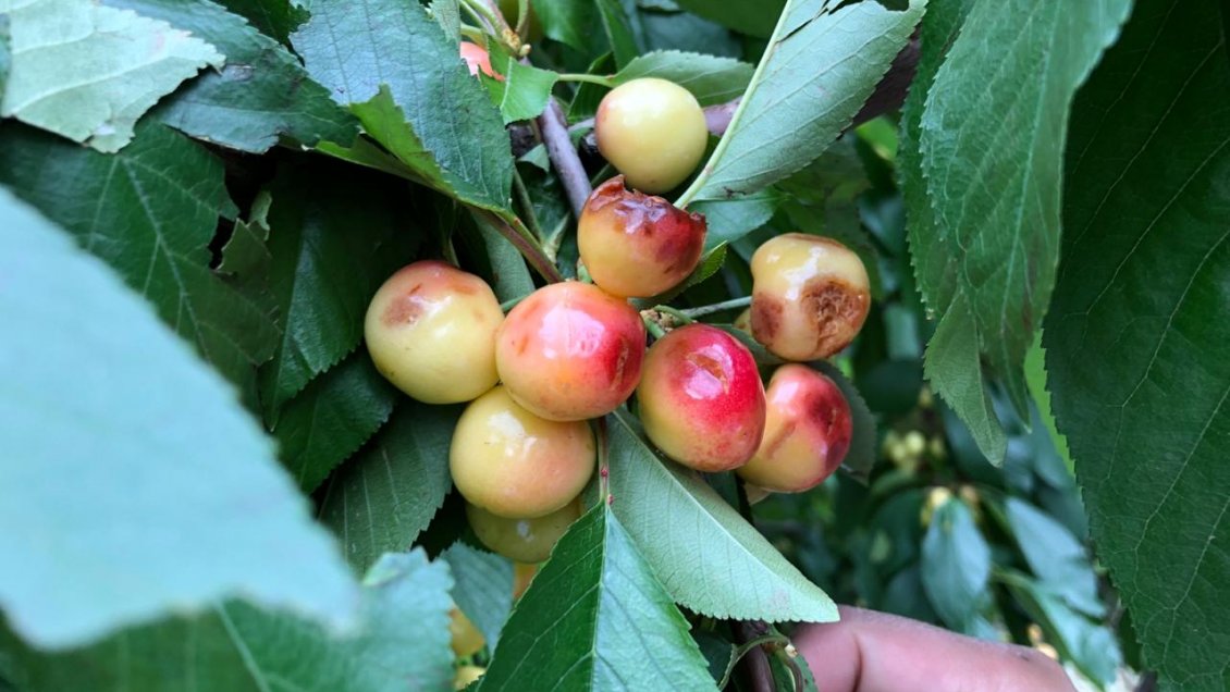 Agricultores anuncian pérdida total tras granizada en O'Higgins y el Maule