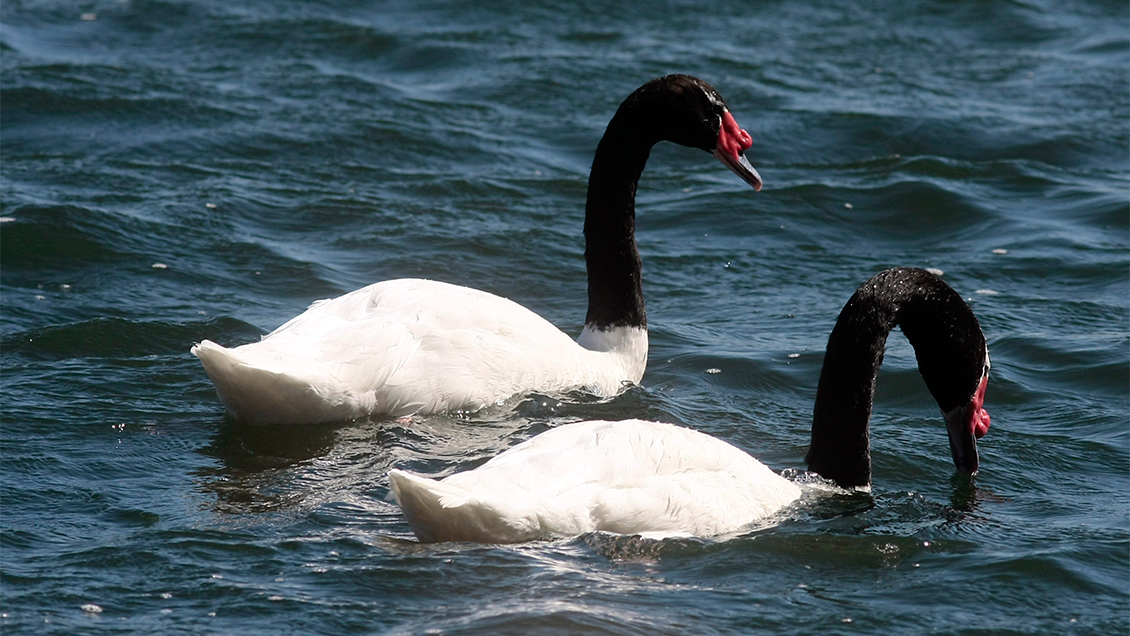 Proyectan para diciembre traslado de lobos marinos que atacan a cisnes en Valdivia