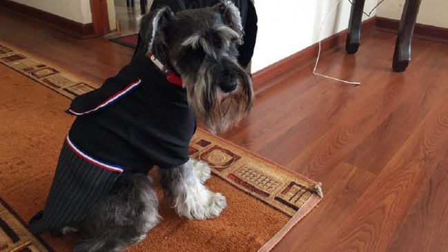 Joven acusa que llevó a su perro a una peluquería y se lo devolvieron muerto