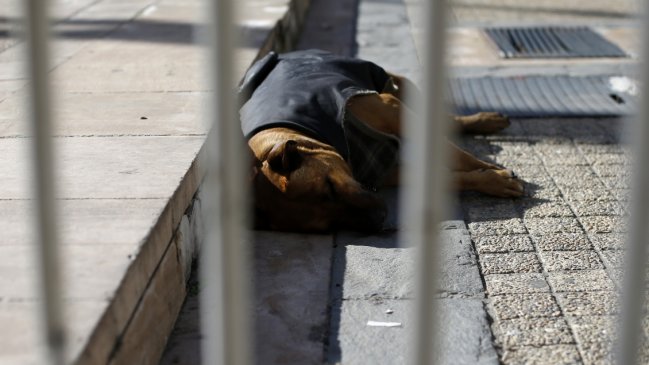 Sujeto será formalizado por grave caso de maltrato contra una perrita en Calbuco