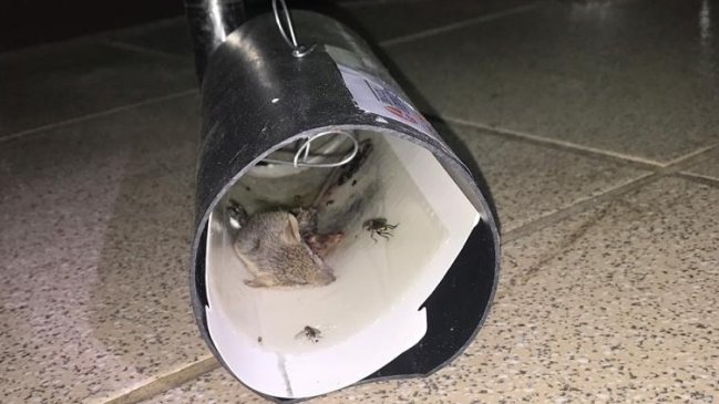 Detectaron fecas y orina de ratones en liceo de Iquique