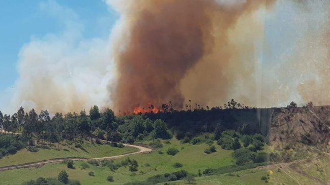 Incendio forestal afecta a Hacienda Topocalma en Litueche