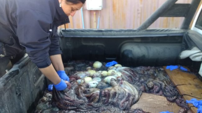 Incautan más de 100 pulpos y 800 locos en veda