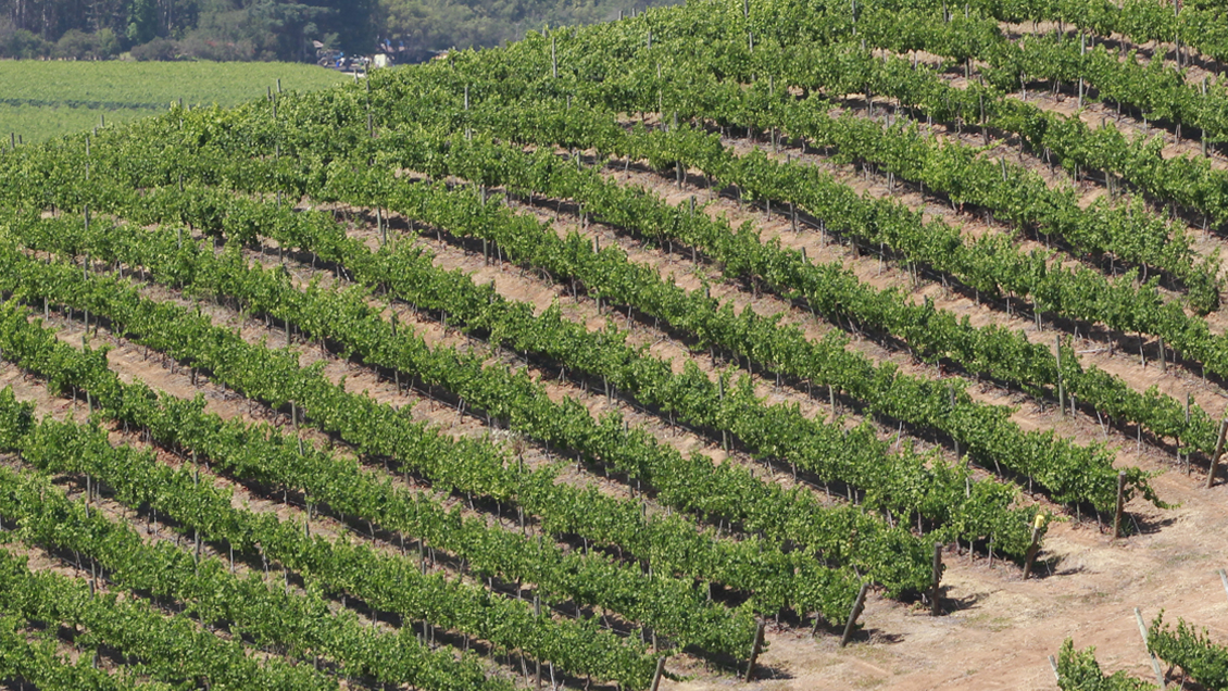 Presentan en Chile iniciativa para reducir impacto del cambio climático en industria vinícola