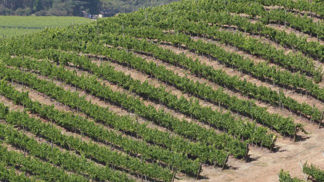 Presentan en Chile iniciativa para reducir impacto del cambio climático en industria vinícola