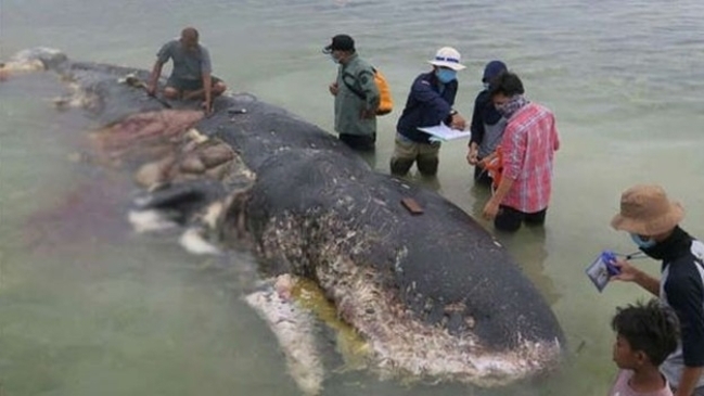 Hallan muerta una ballena con más de 1.000 objetos de plástico en su interior