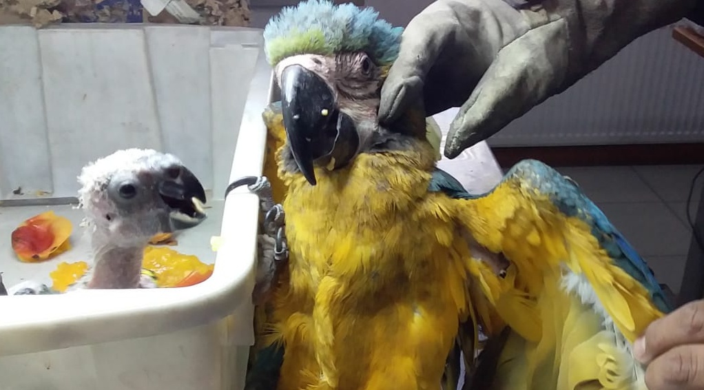 Guacamayos y loros parlanchines fueron incautados en complejo aduanero