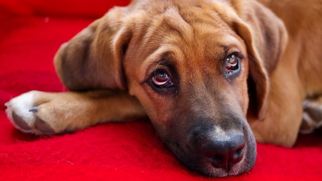 La carta de un veterinario contra los 