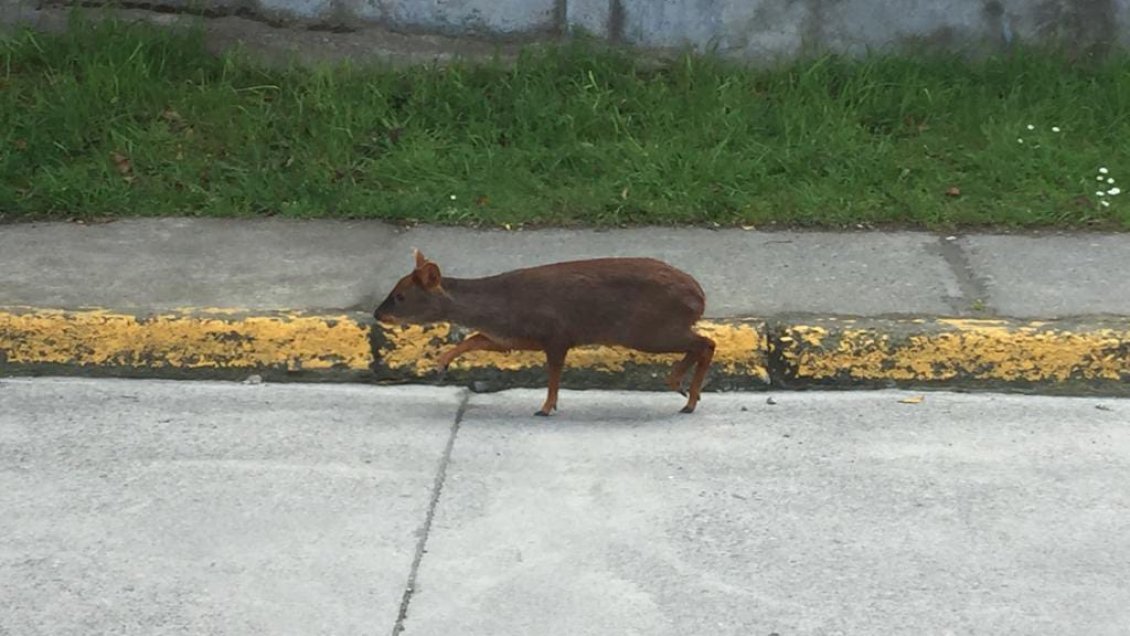 Pudú causó sorpresa entre vecinos de Puerto Montt