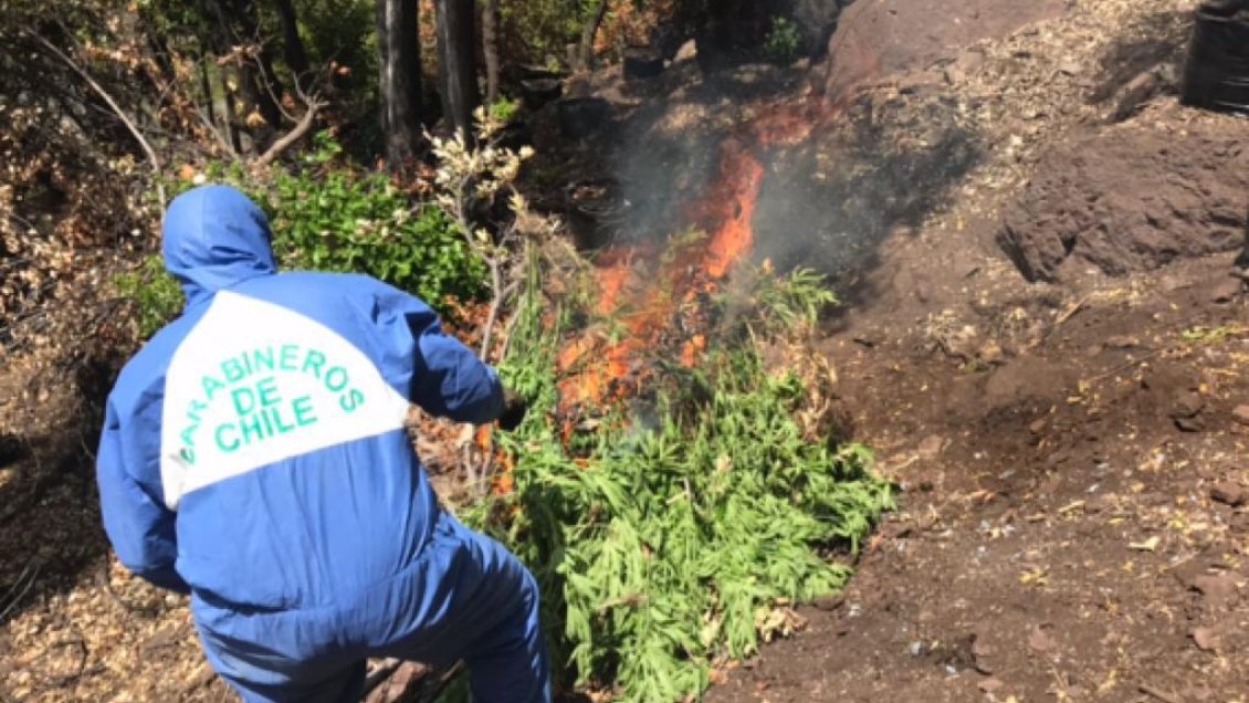 Incautan más de dos mil plantas de marihuana en Ovalle