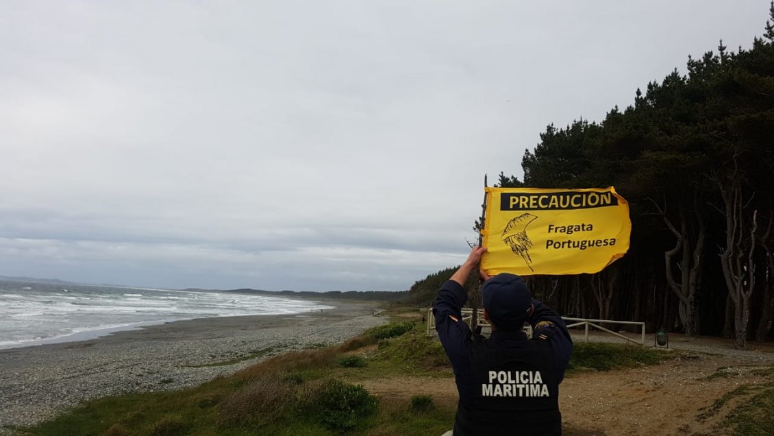 Presencia de fragata portuguesa en dos playas preocupa a autoridades de Los Lagos