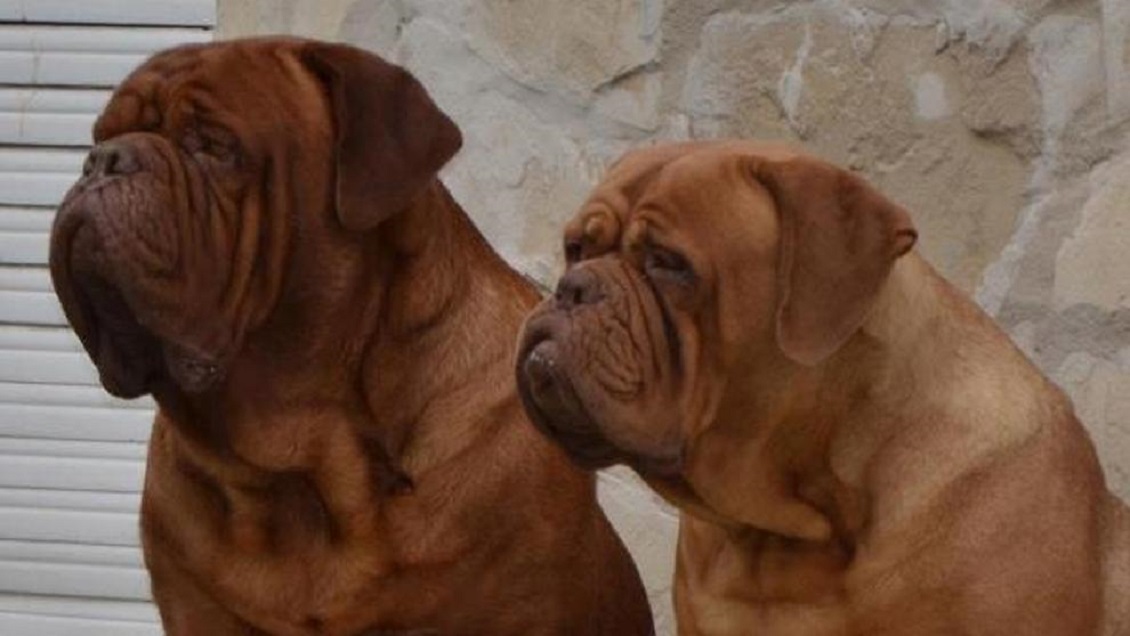 Una madre y su hija murieron tras ser atacadas por sus perros