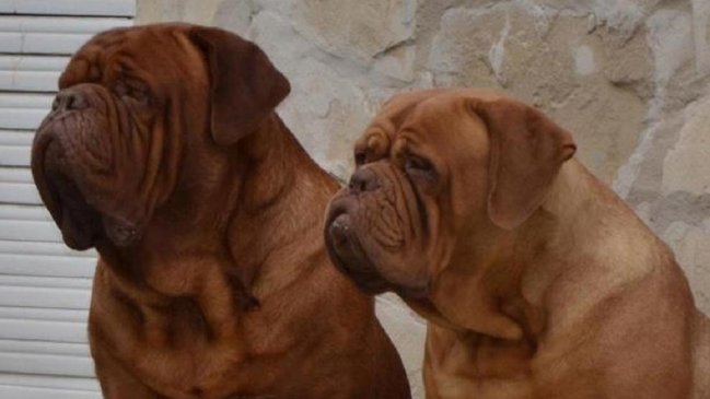 Una madre y su hija murieron tras ser atacadas por sus perros