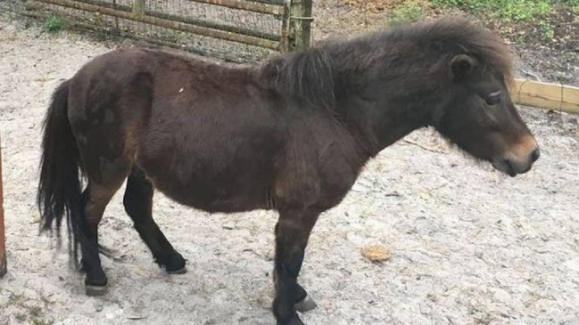Hombre fue acusado de tener sexo varias veces con un poni