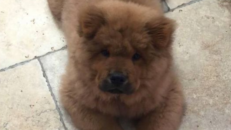 Perrito puede ir a la cárcel por morder a un policía en el Reino Unido