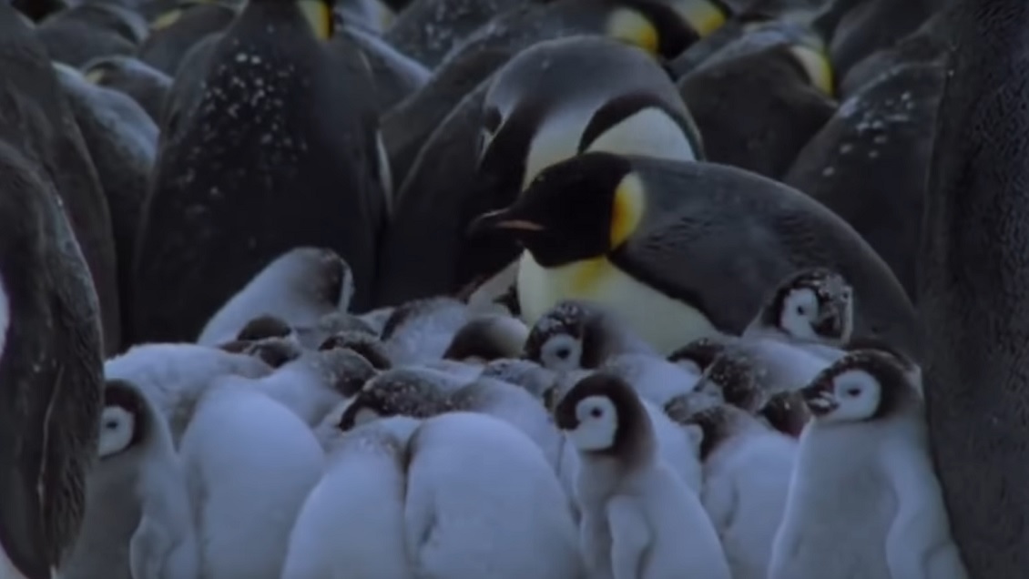Equipo de BBC Earth detuvo grabación para salvar a pingüinos atrapados en una trampa mortal