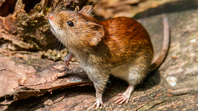 Reportan nuevo caso de virus hanta en Rengo