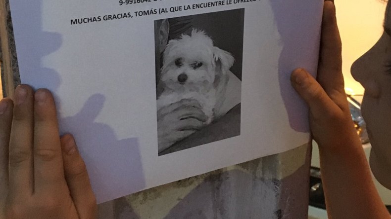 Tierna recompensa: Niño ofrece un pan de pascua al que encuentre a su perrita