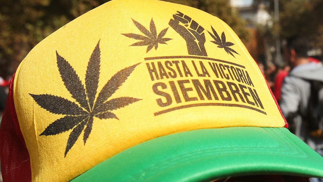 Senadores impulsarán continuar tramitación de proyecto sobre la cannabis medicinal