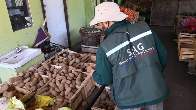 Los Ríos: Fiscalización del SAG ha retirado más de un millón de kilos de papas