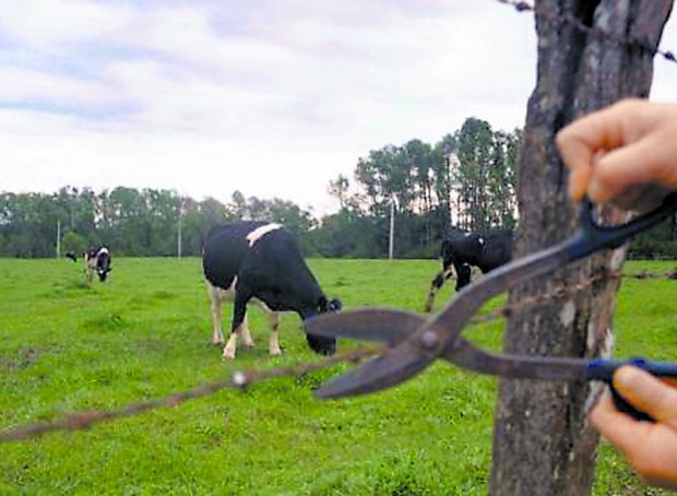 Cartagena: Encuentran faenadas en sitio eriazo a yeguas robadas a lechero local