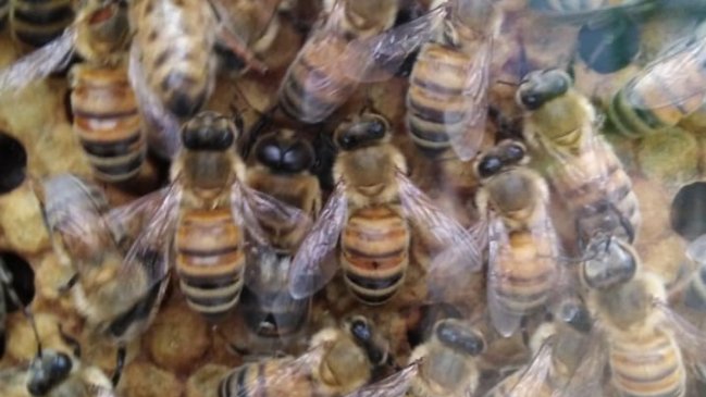 Apicultores de Curicó se agrupan para exportar abejas a Canadá