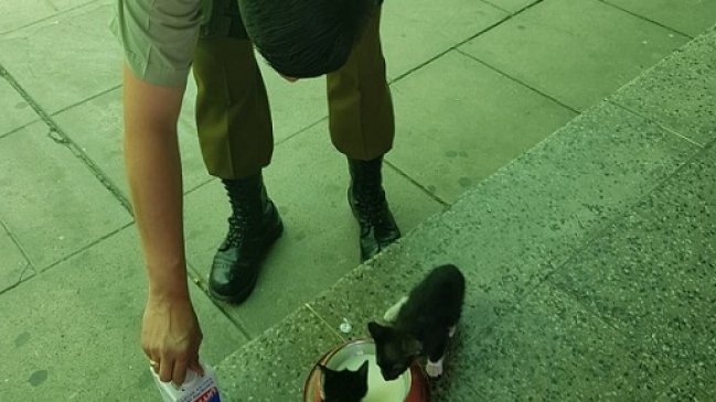 Carabinero de Quillota rescató crías de gato desde un contenedor de desechos
