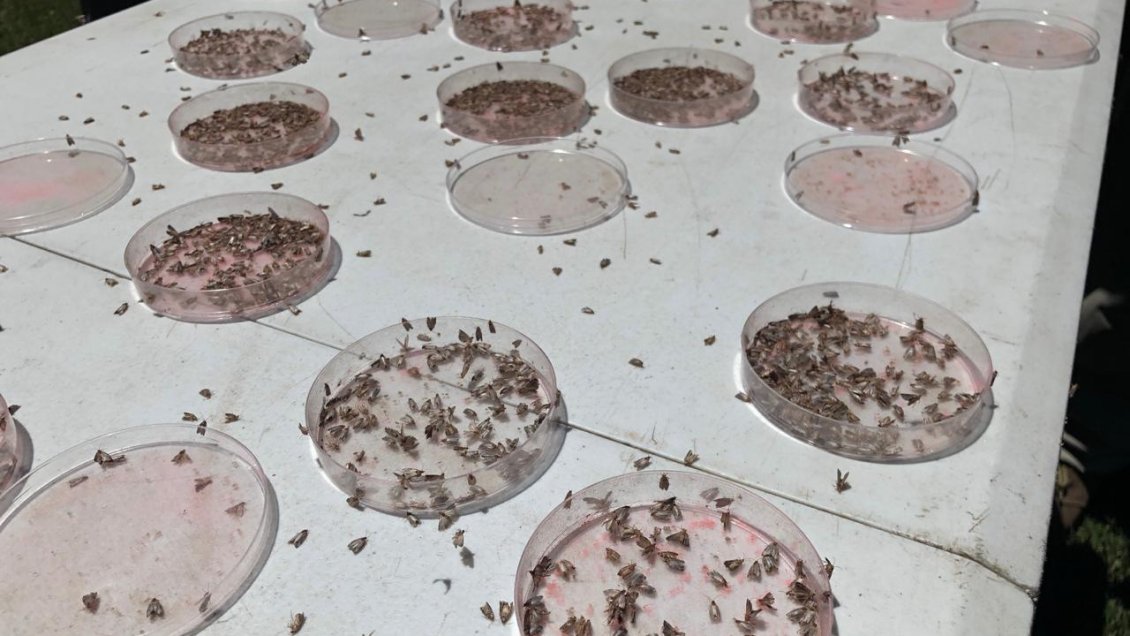 Liberan insectos para controlar plagas en producciones de uva en O’Higgins